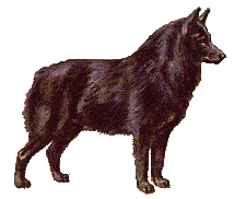 schipperke
